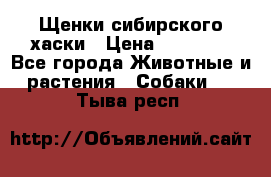 Щенки сибирского хаски › Цена ­ 12 000 - Все города Животные и растения » Собаки   . Тыва респ.